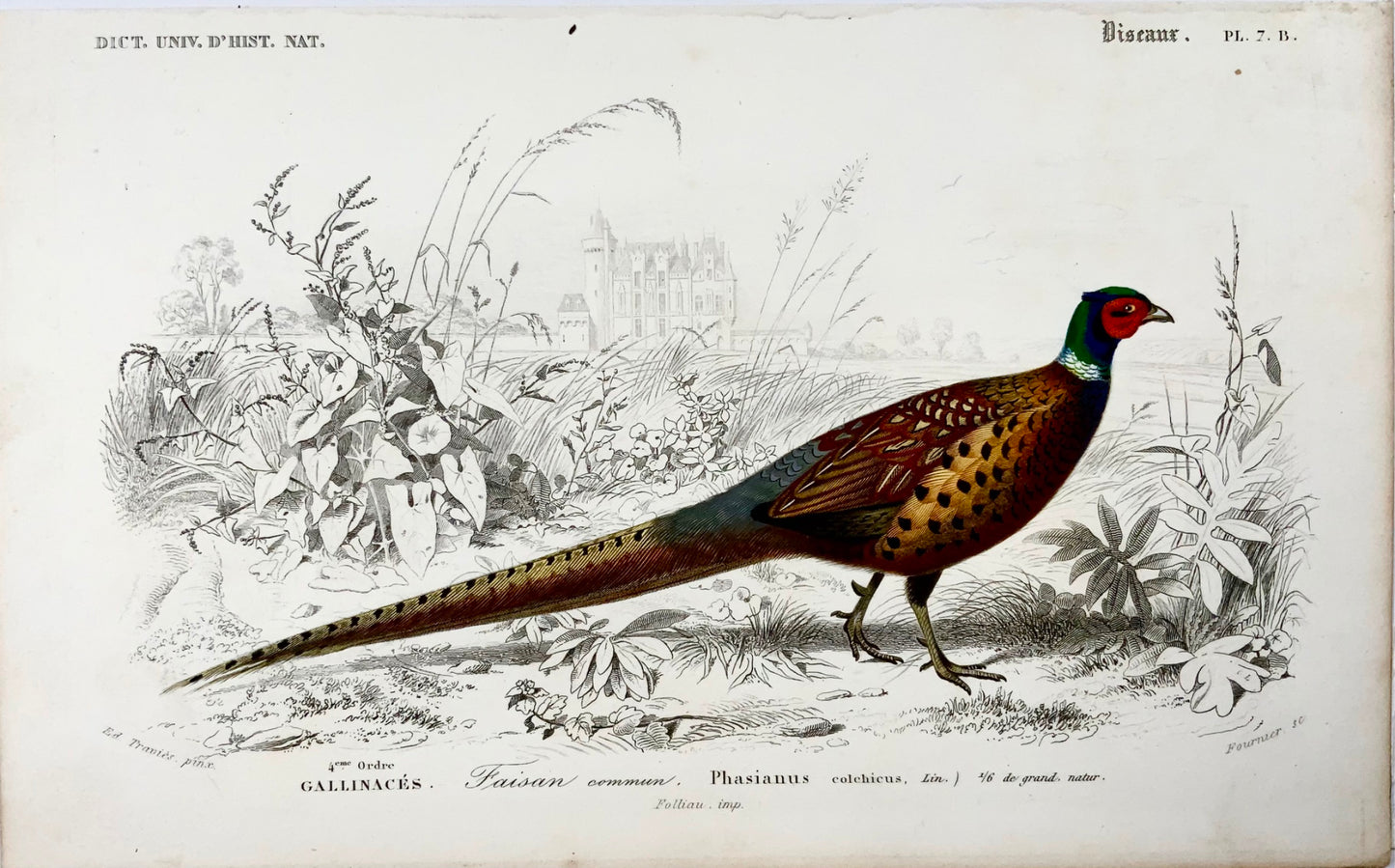 1840 Pheasants, ornithology, Ed. Travies, original hand colour