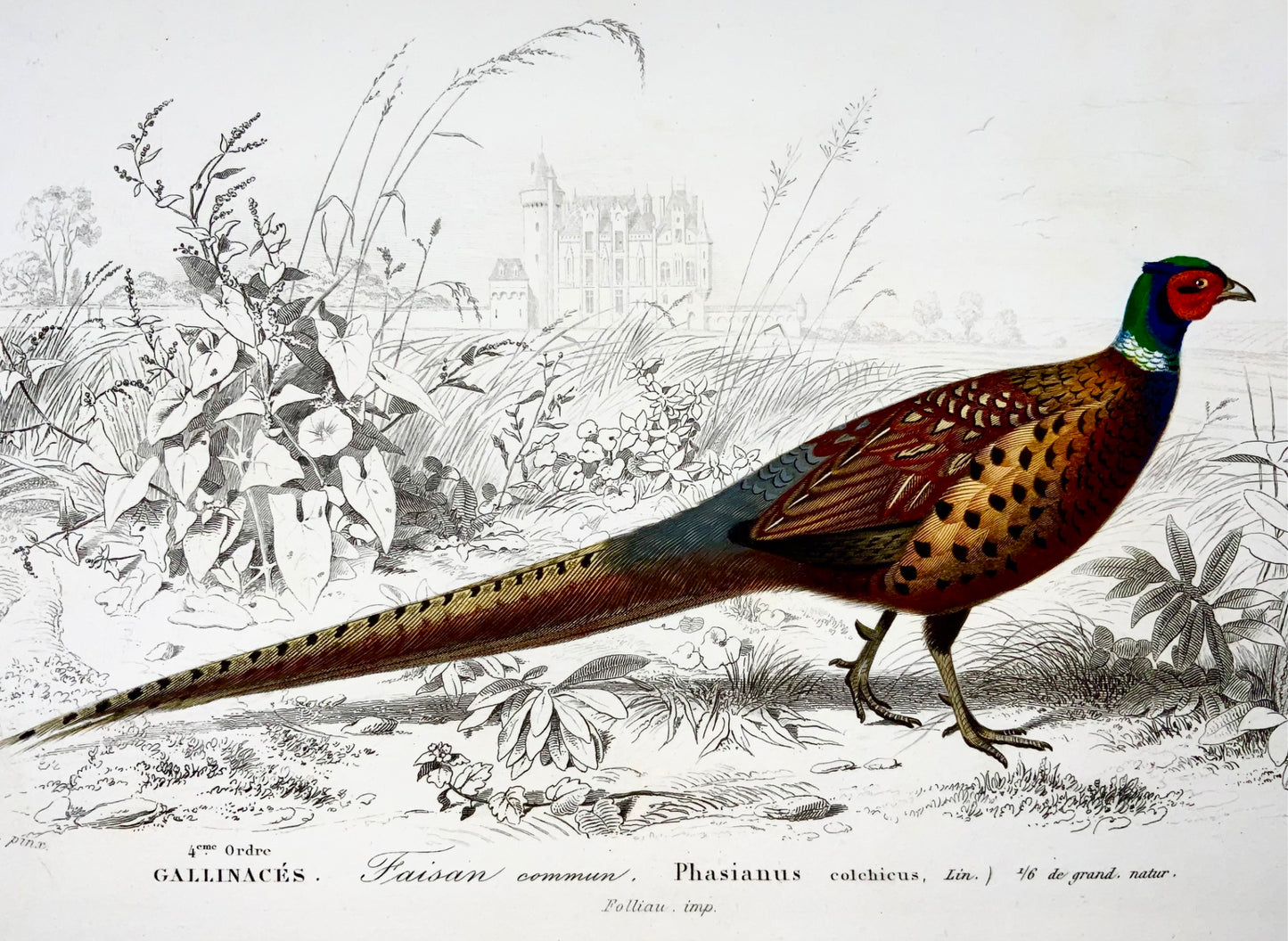 1840 Pheasants, ornithology, Ed. Travies, original hand colour