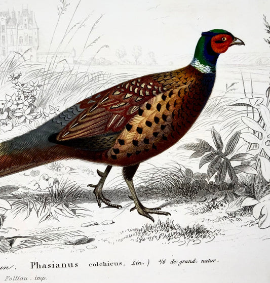 1840 Fagiani, ornitologia, Ed. Travies, colore originale a mano