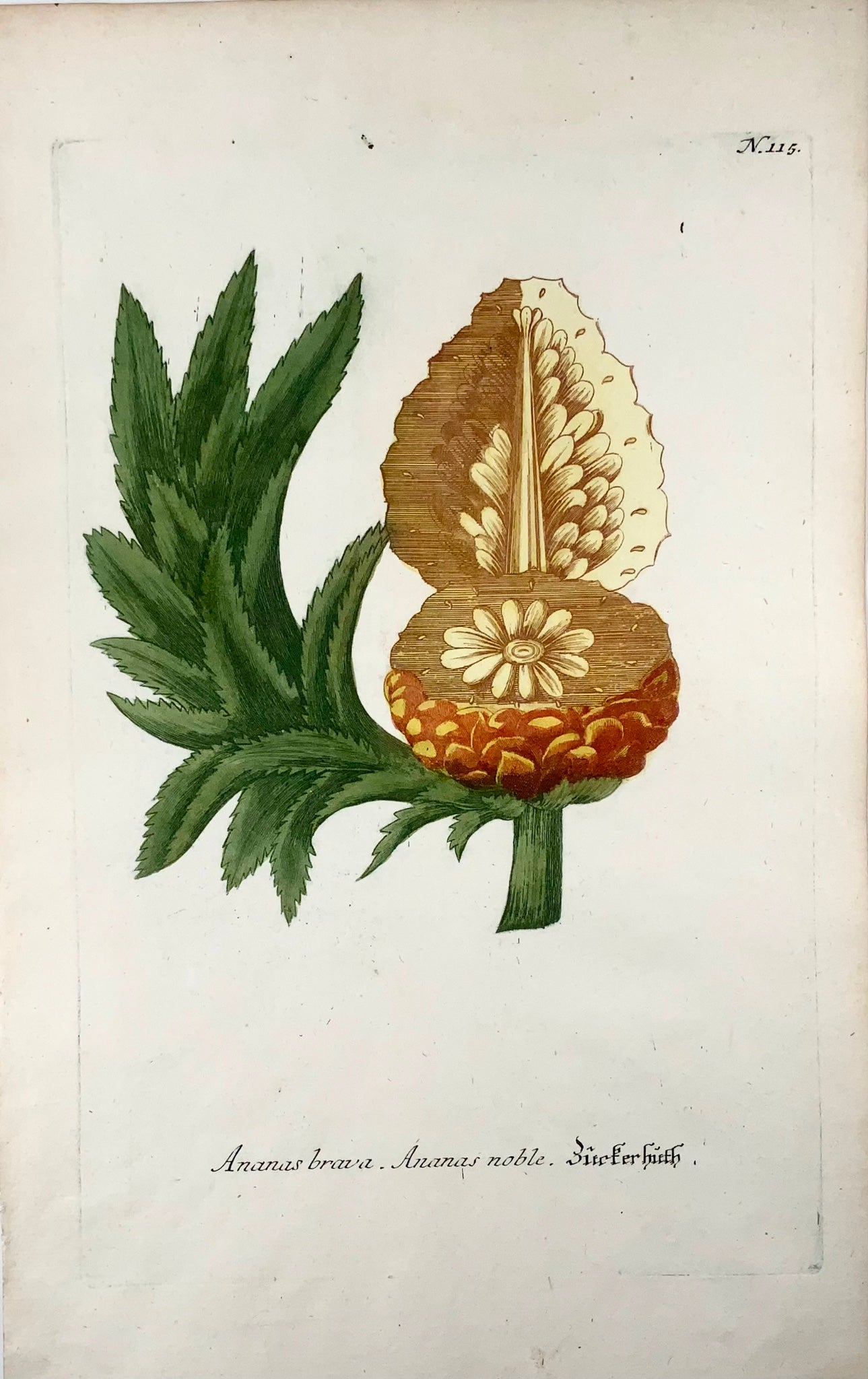 1739 Ananas, ananas, mezzatinta stampata a colori, foglio grande, Weinmann, botanica