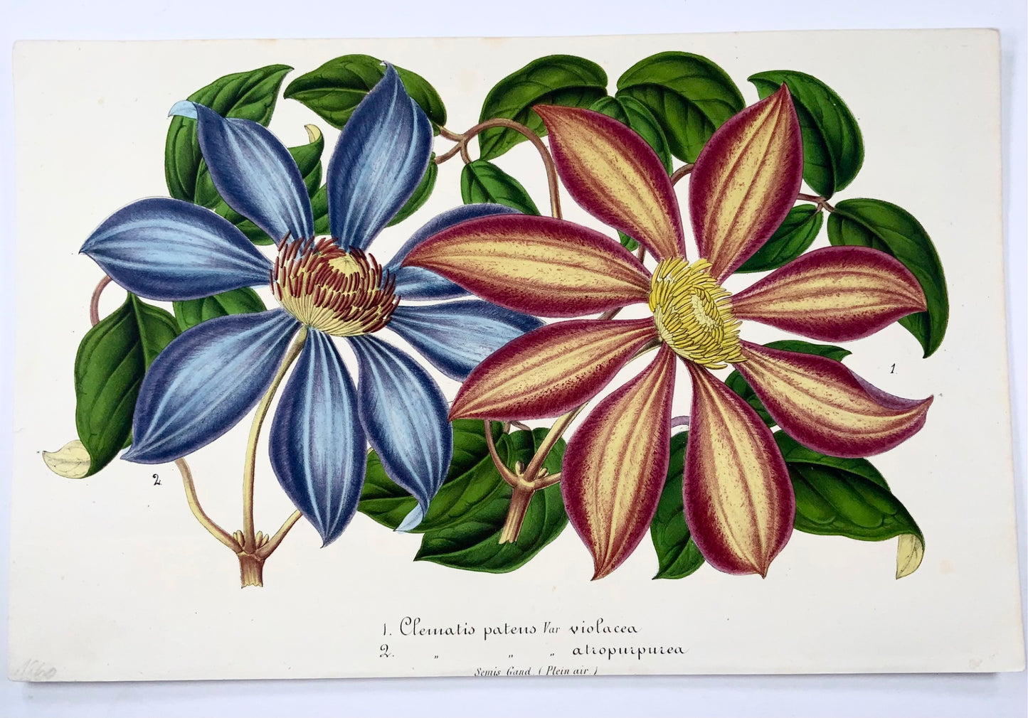 1858 Clematis patens, lithograph, original hand colour, botany