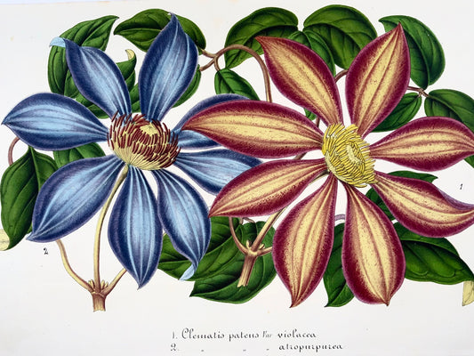 1858 Clematis patens, litografia, colore originale a mano, botanica