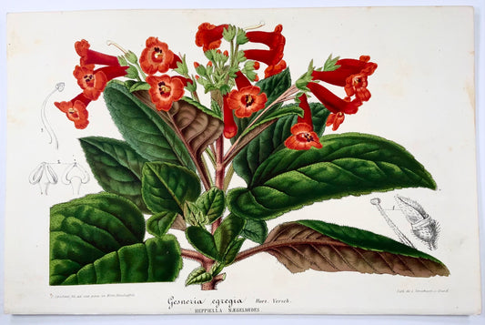 1856 "Gesneria egregia", lithograph, original hand colour, botany