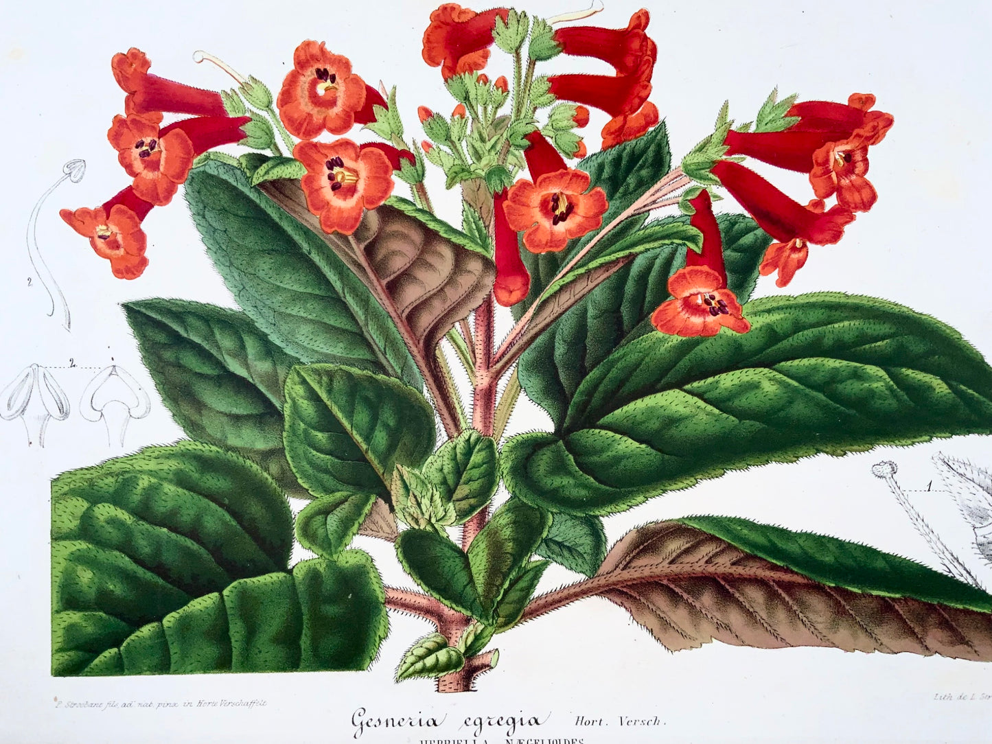 1856 "Gesneria egregia", lithograph, original hand colour, botany