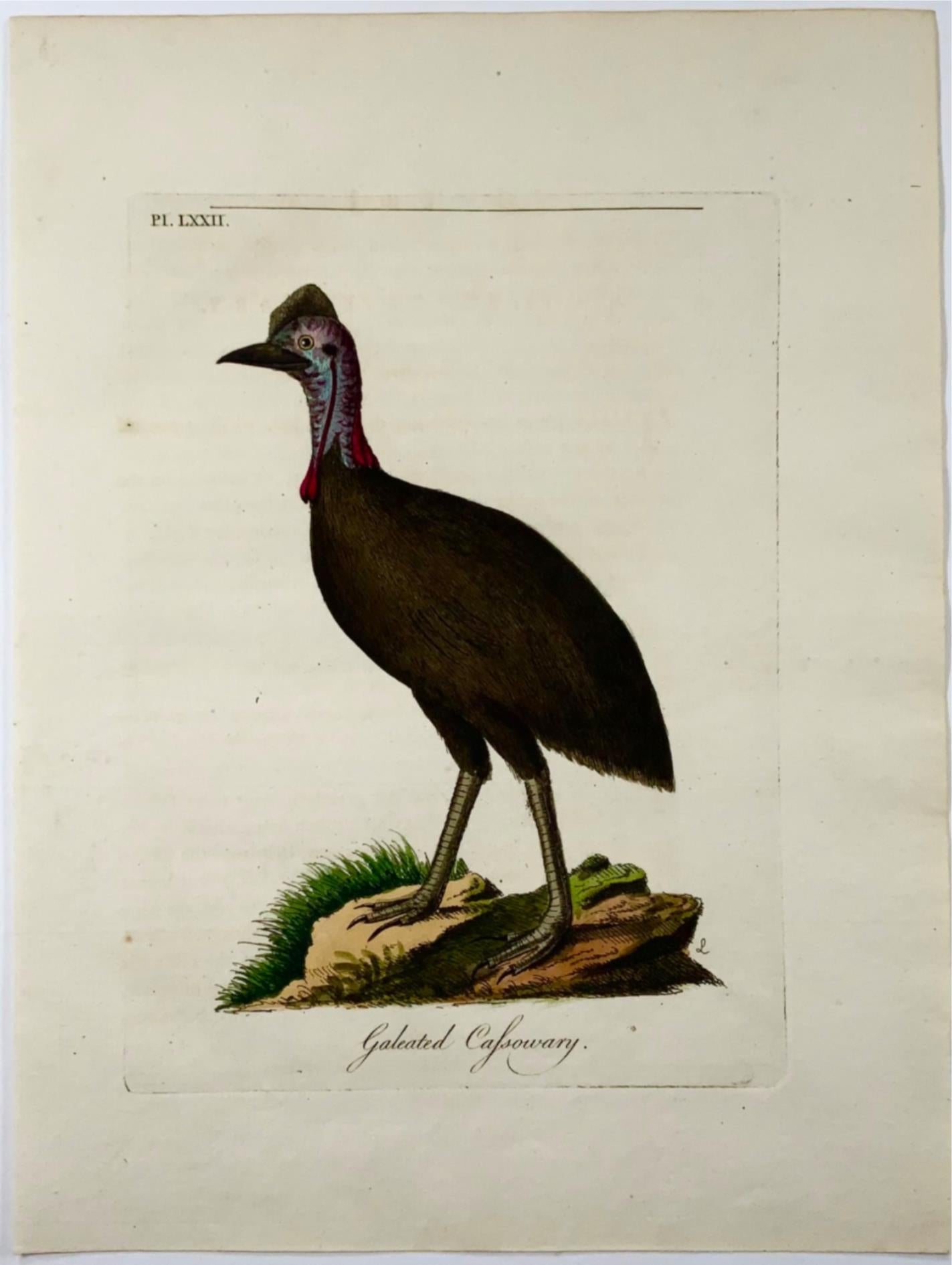 1785 Casoar, John Latham, Synopsis, oiseaux, gravure coloriée à la main 