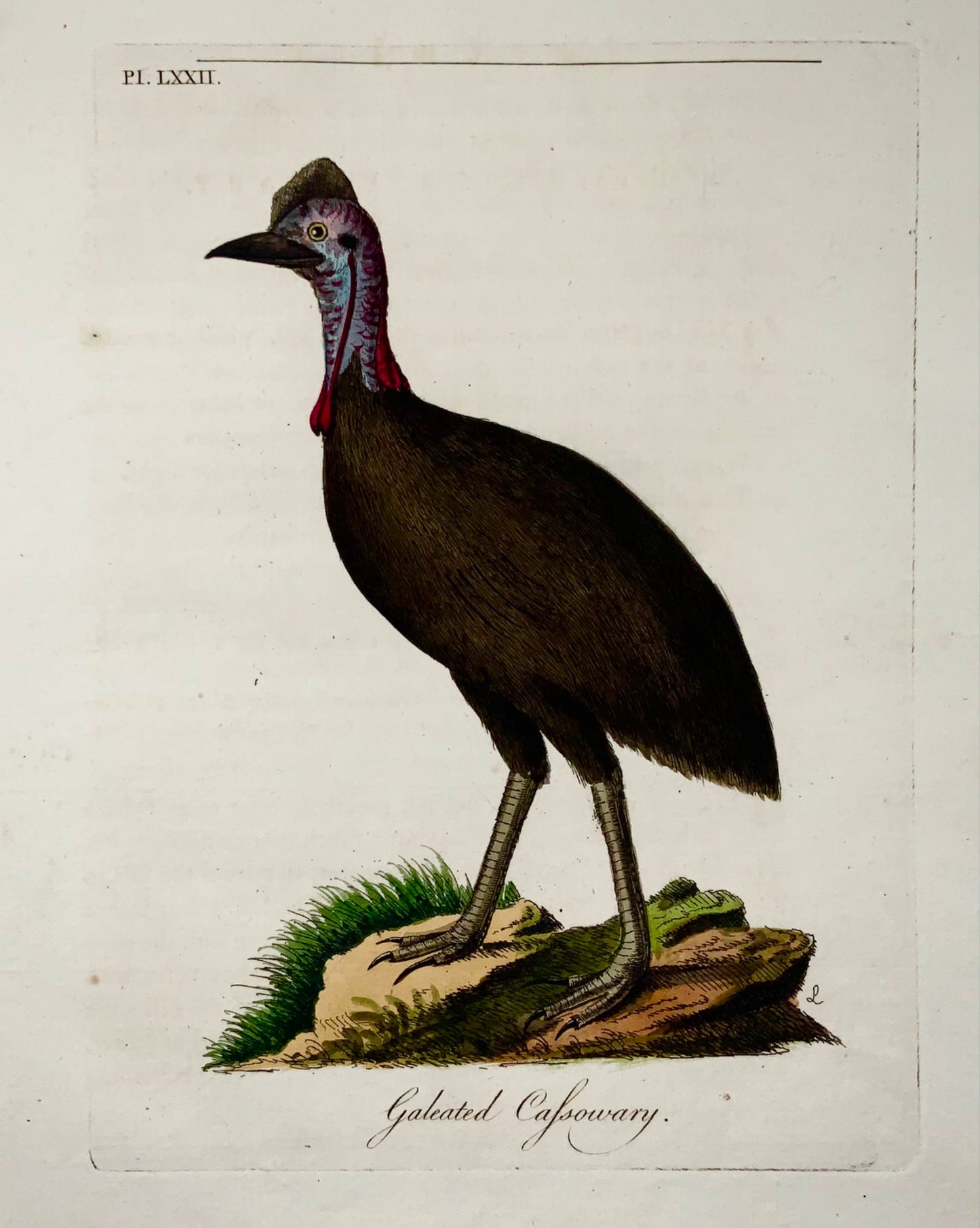 1785 Cassowary, John Latham, Synopsis, birds, hand coloured engraving