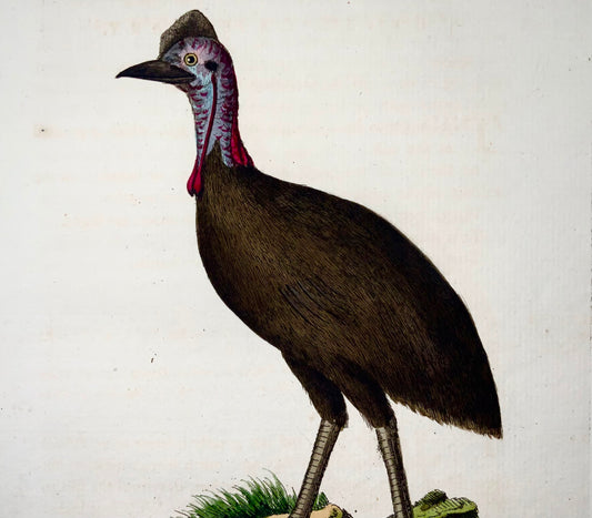 1785 Cassowary, John Latham, sinossi, uccelli, incisione colorata a mano 