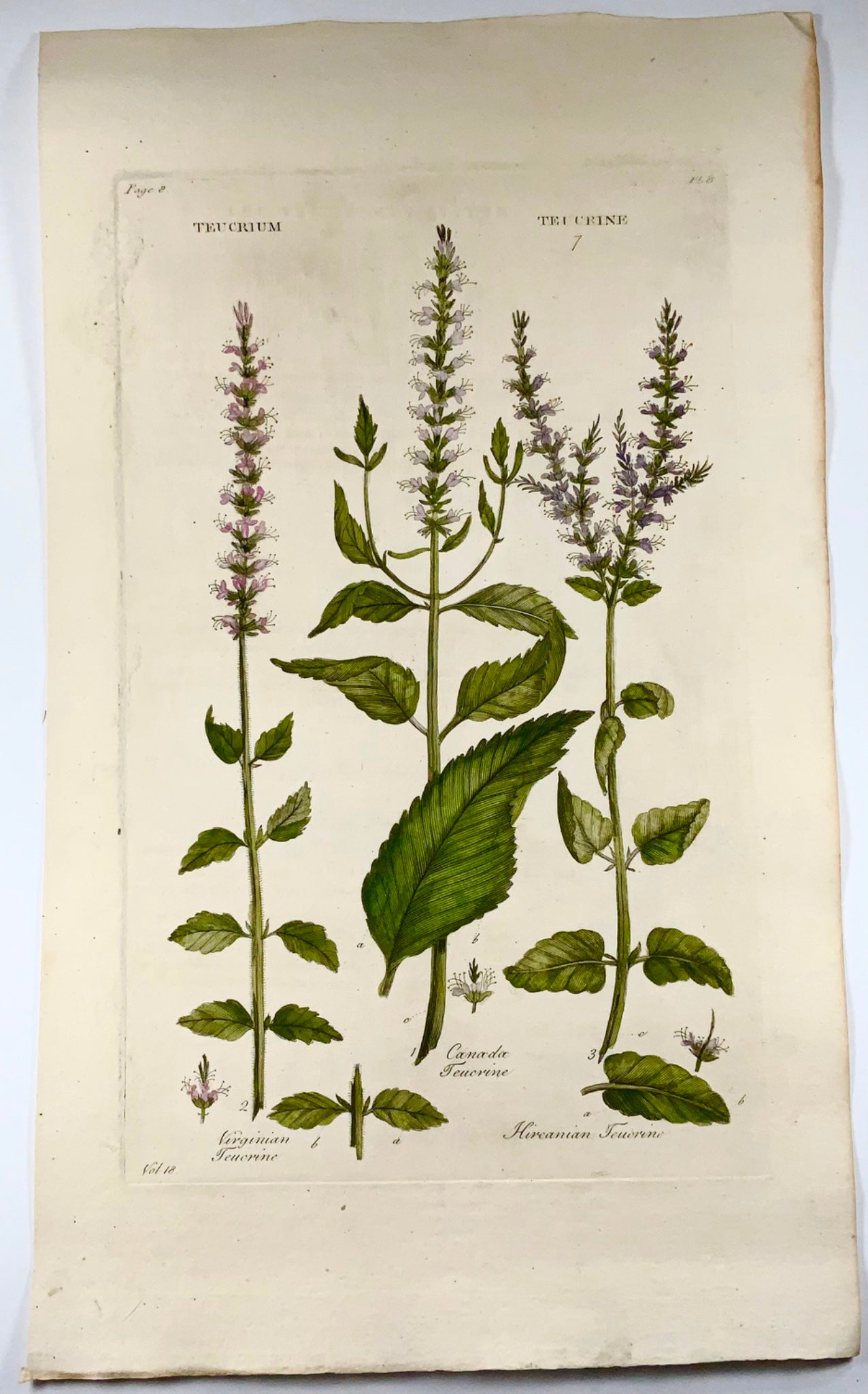 1739 Germe di albero americano, foglio grande, Hill, colore a mano, sistema vegetale, botanica