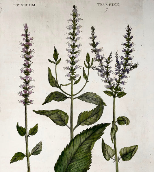 1739 American Tree Germ, grand folio, Hill, couleur de la main, système végétal, botanique