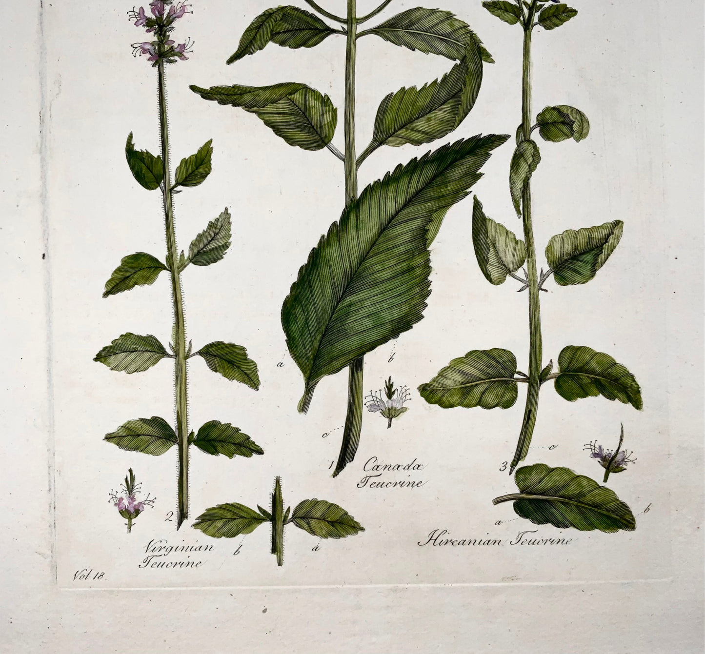 1739 Germe di albero americano, foglio grande, Hill, colore a mano, sistema vegetale, botanica