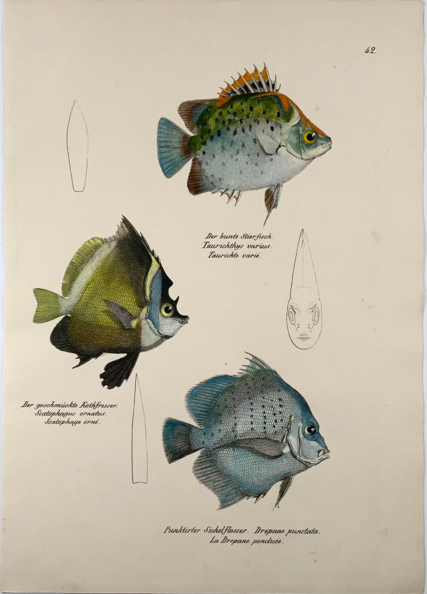 1833 Scatophagus, Drépane, poisson de récif, Schinz, folio, lithographie coloriée