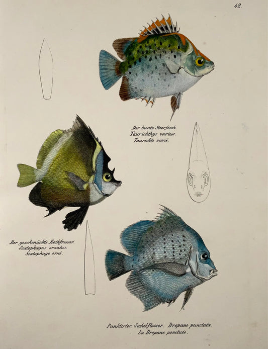 1833 Scatophagus, Drepane, pesci di barriera, Schinz, folio, litografia colorata a mano