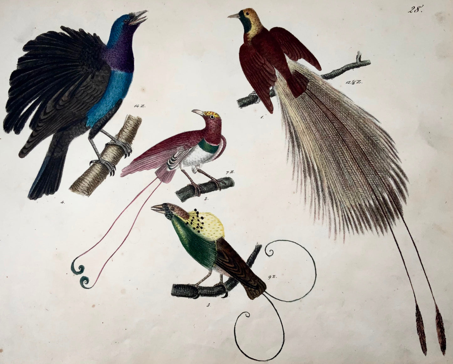 1819 Uccelli del Paradiso, ornitologia, Strack, litografia a gesso, colore a mano