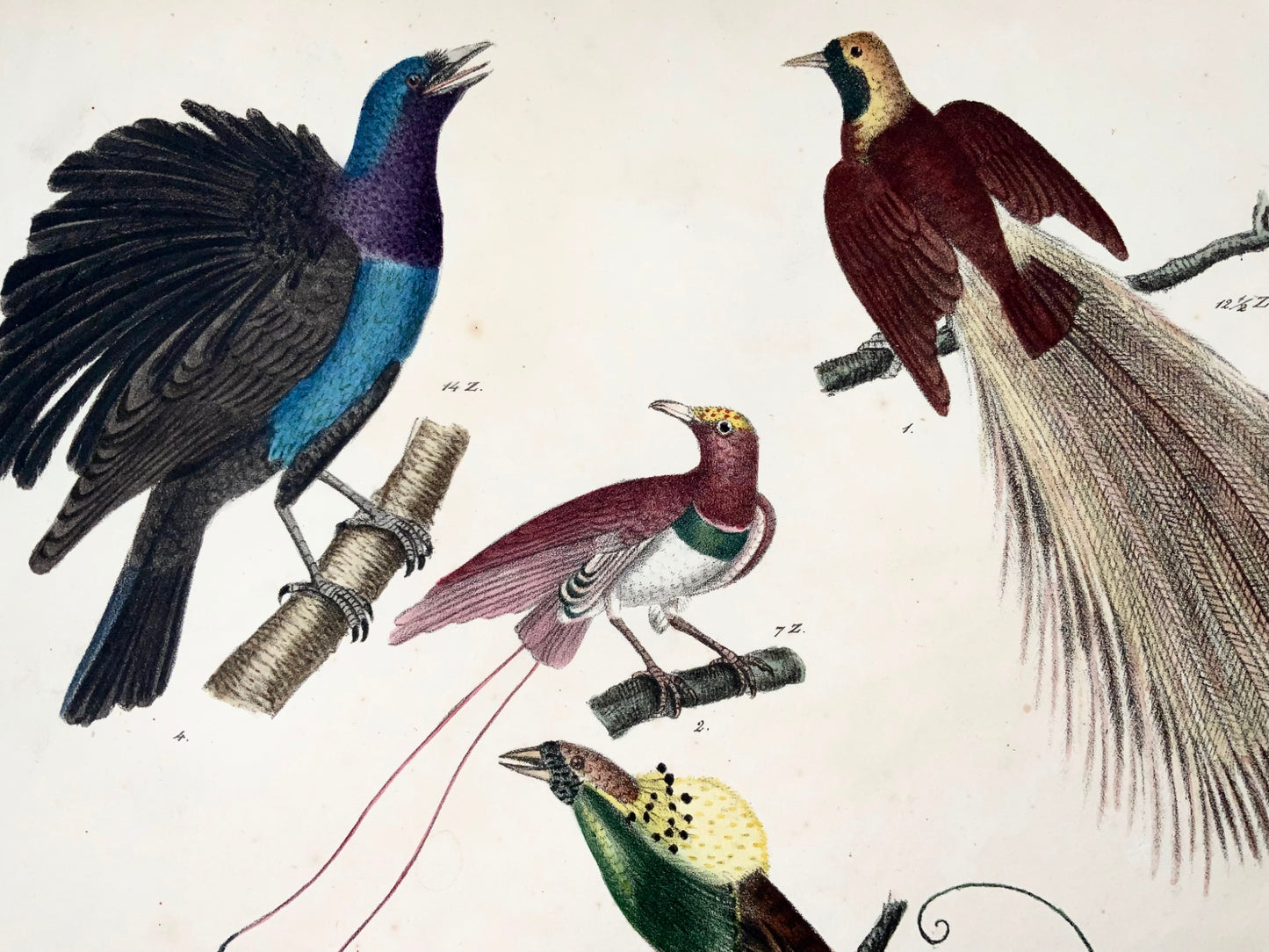 1819 Birds of Paradise, ornithology, Strack, chalk lithograph, hand color