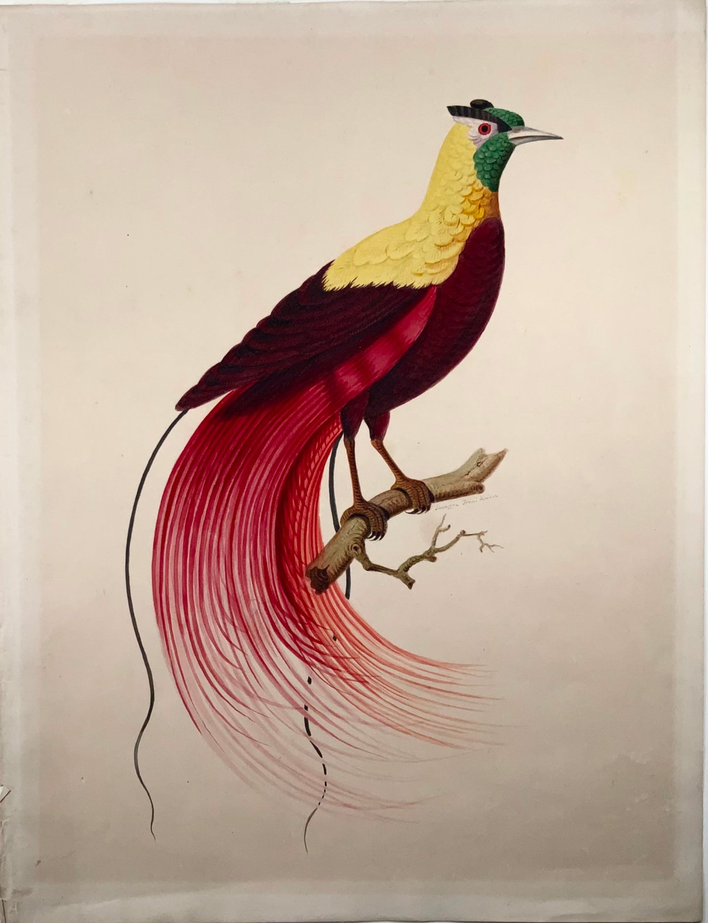 1790 ca Giuseppe Troni (1739-1810), Red bird of paradise, large format gouache