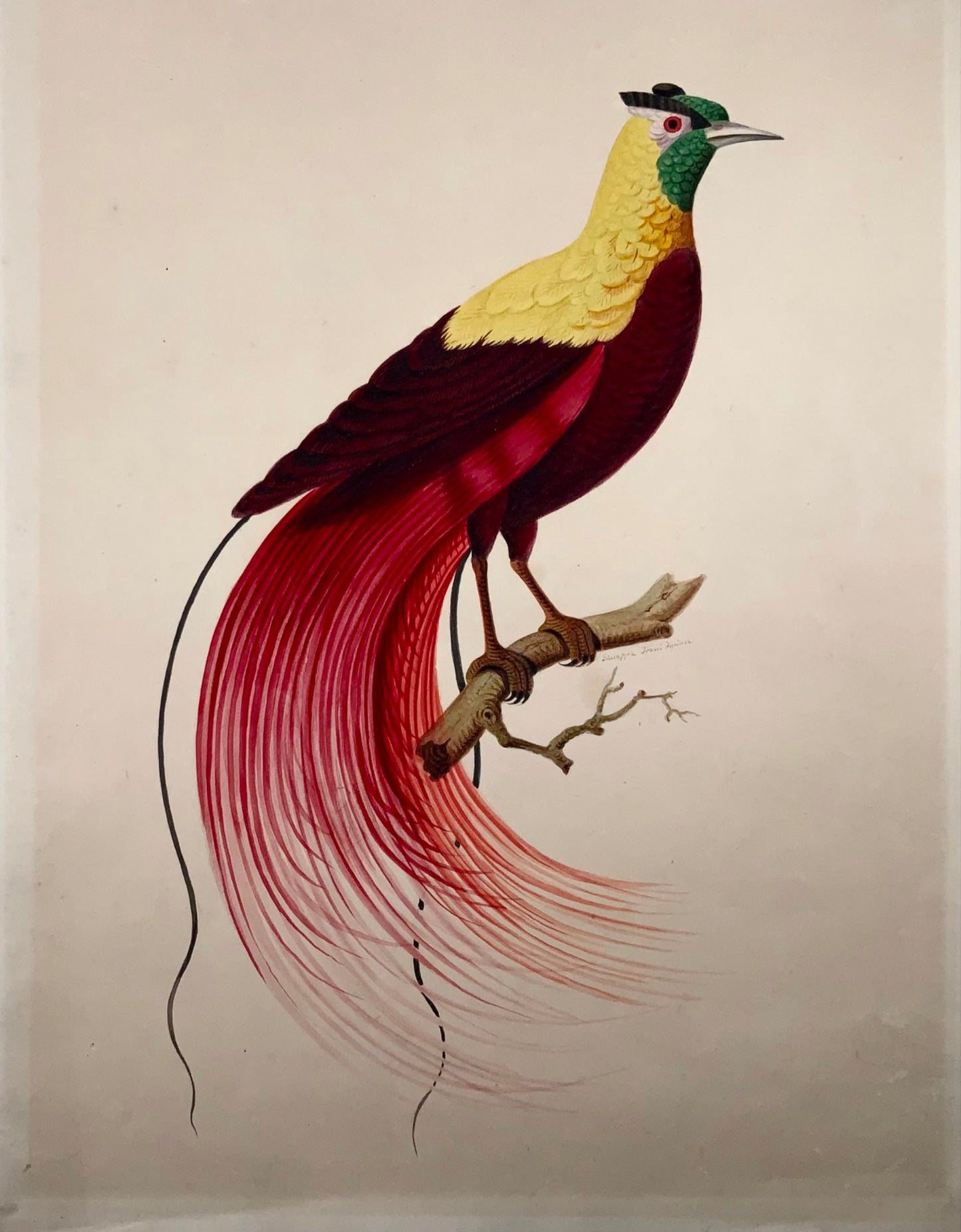 1790 ca Giuseppe Troni (1739-1810), Oiseau de paradis rouge, gouache grand format