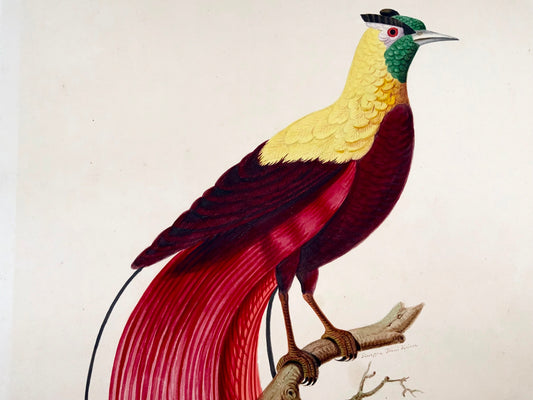 1790 ca Giuseppe Troni (1739-1810), Rosso uccello del paradiso, guazzo di grande formato