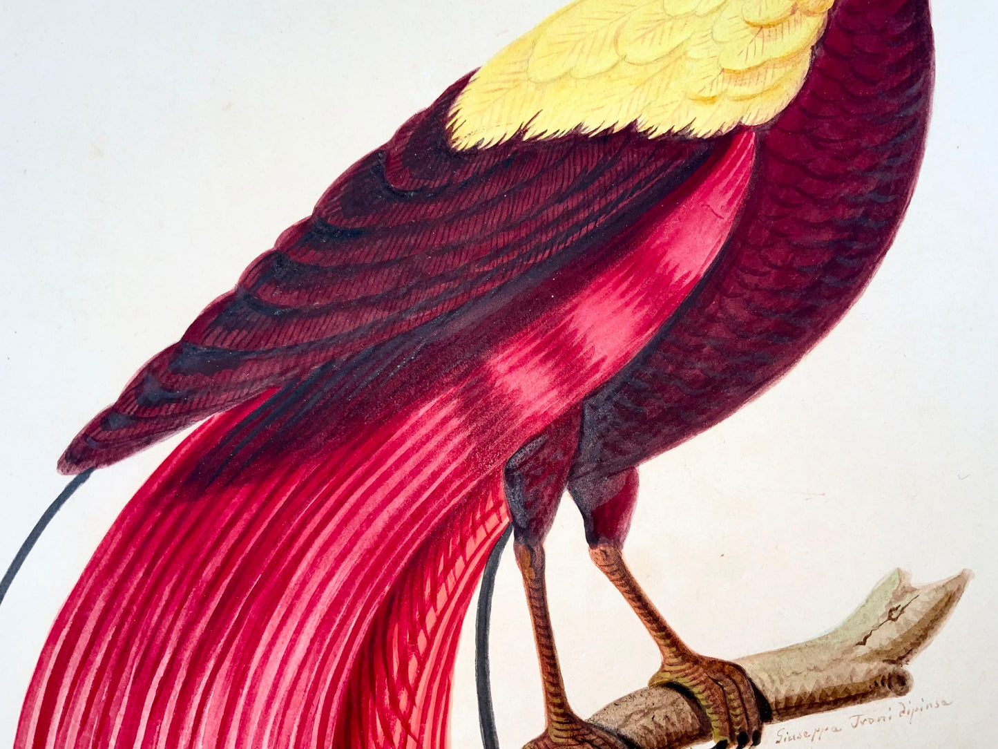 1790 ca Giuseppe Troni (1739-1810), Oiseau de paradis rouge, gouache grand format
