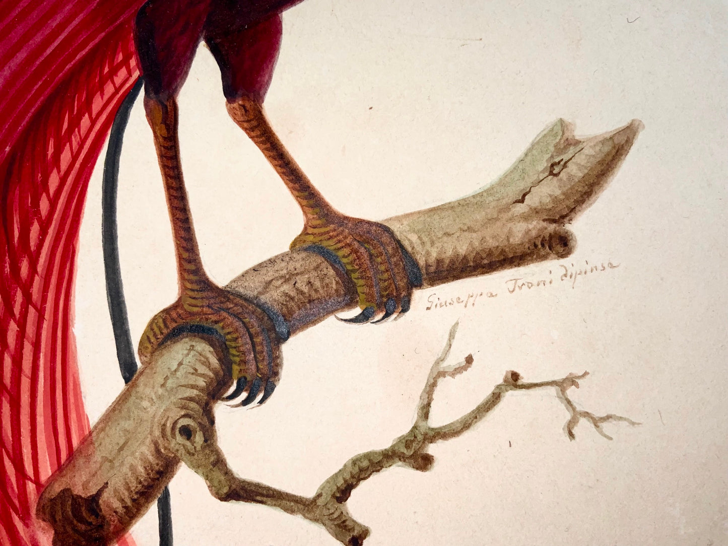 1790 ca Giuseppe Troni (1739-1810), Rosso uccello del paradiso, guazzo di grande formato