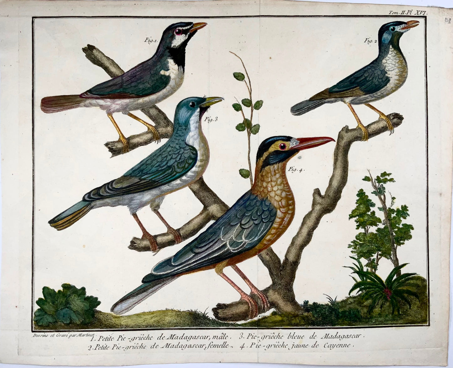 1760 Averla esotica, Martinet (b1725), Brisson, colore a mano, ornitologia 