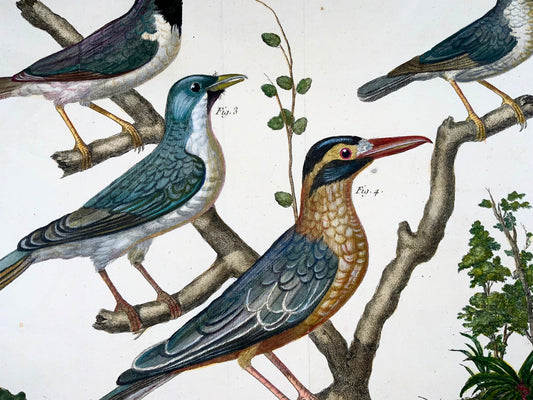 1760 Averla esotica, Martinet (b1725), Brisson, colore a mano, ornitologia 