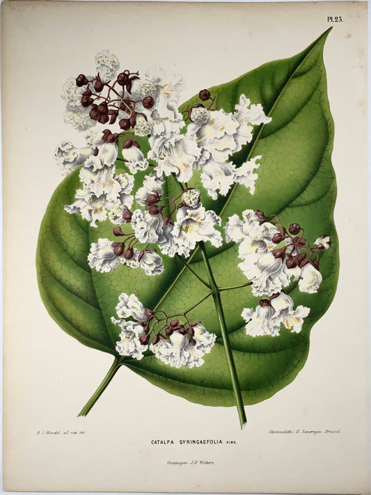 1868 Catalpa, fiore, botanica, folio, Wendel, raffinata cromolitografia 