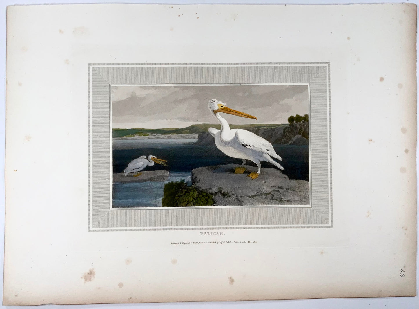 1807 William Daniell, Pellicano, ornitologia, acquatinta colorata a mano