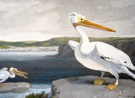 1807 William Daniell, Pellicano, ornitologia, acquatinta colorata a mano