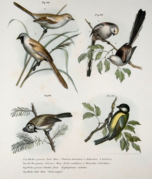 1860 Mésanges, Fitzinger, lithographie couleur, finition main, ornithologie