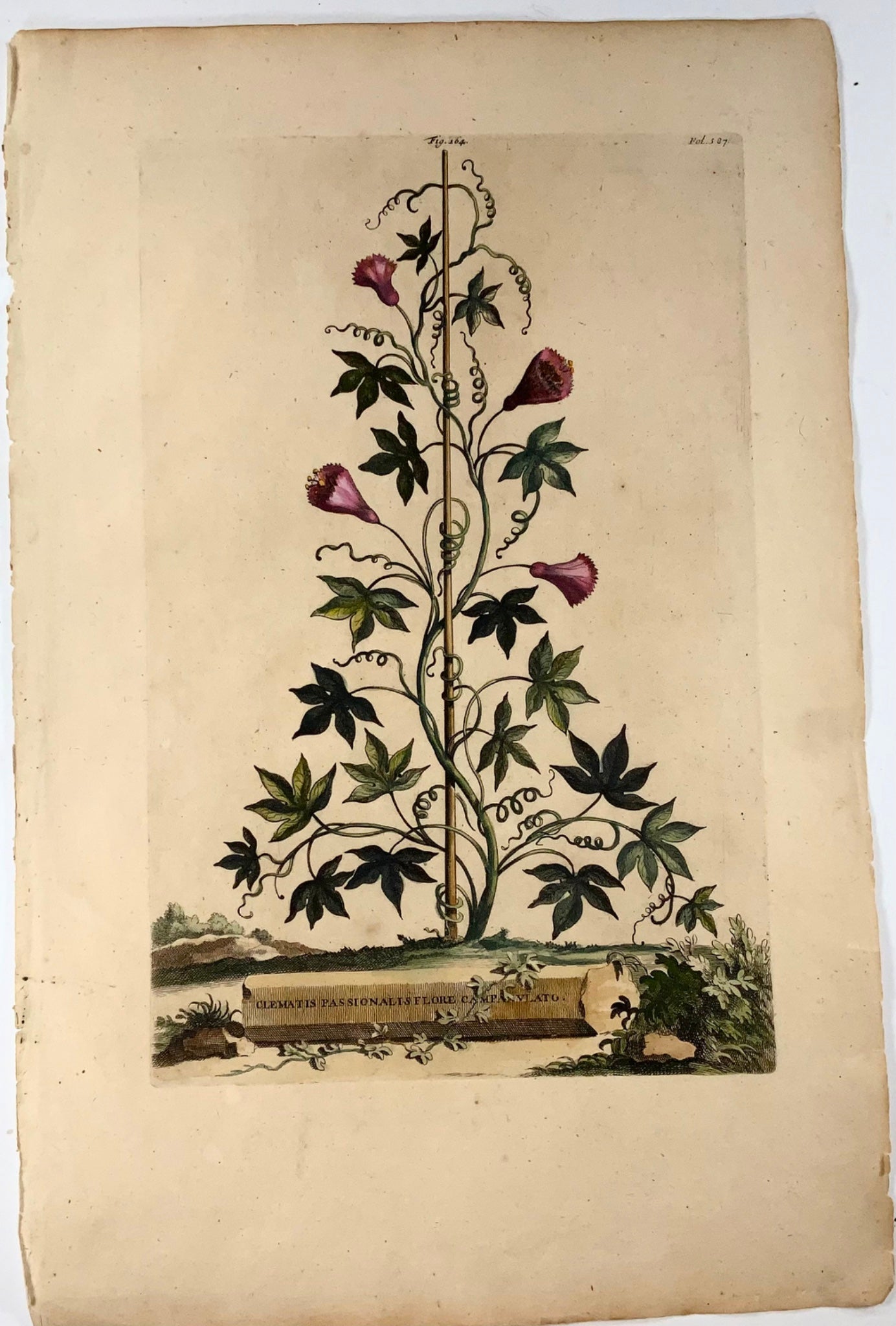 1696 Clematis Passionalis, foglio grande, botanica, Abraham Munting, foglio grande