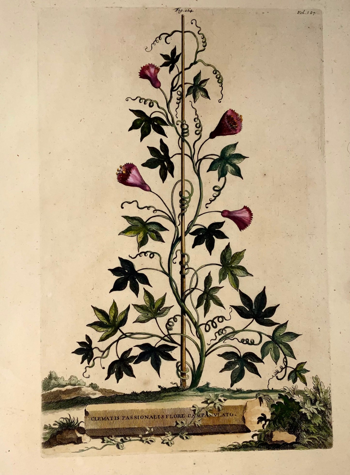 1696 Clematis Passionalis, large folio, botany, Abraham Munting, large folio