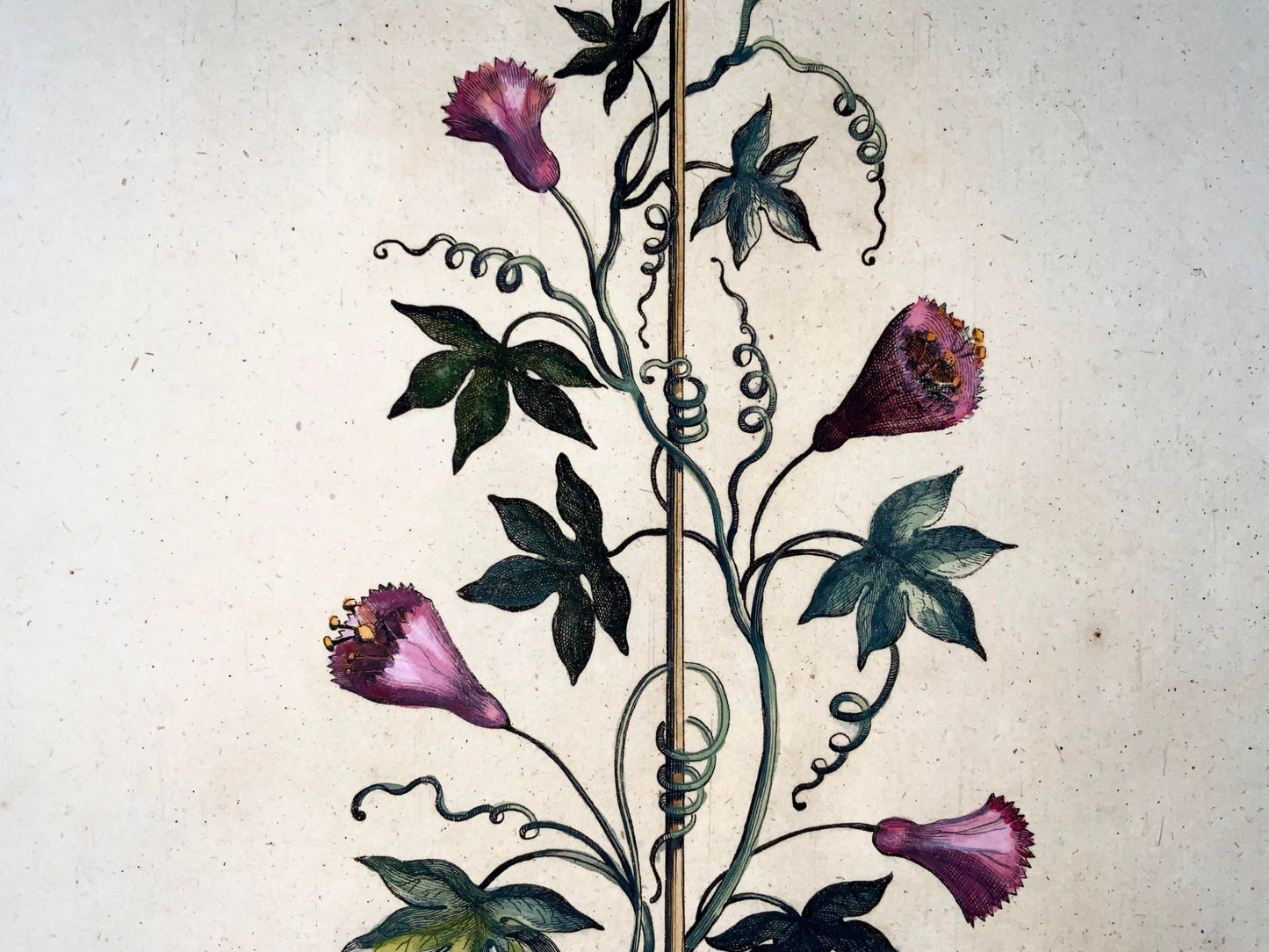 1696 Clematis Passionalis, grand folio, botanique, Abraham Munting, grand folio