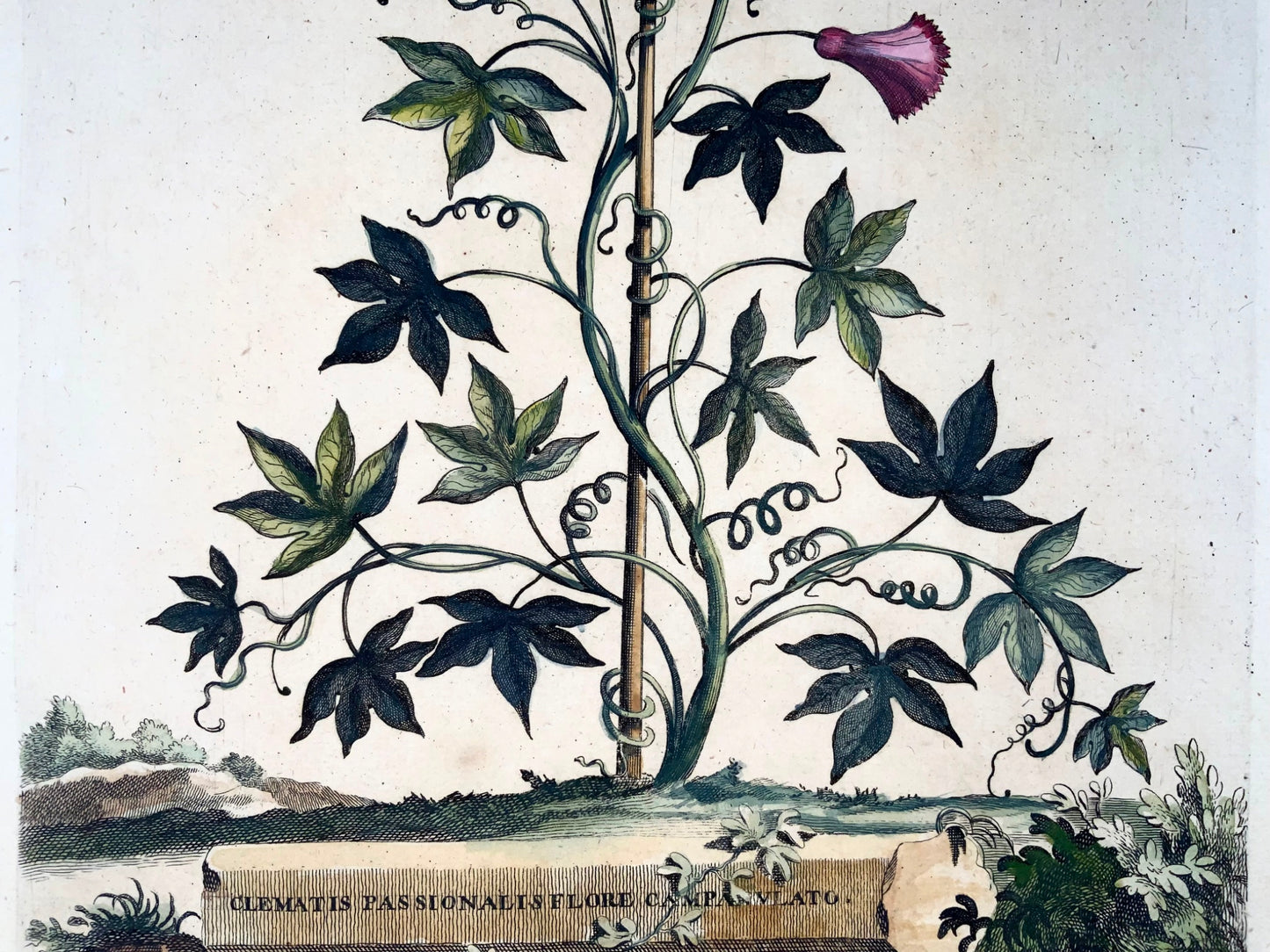 1696 Clematis Passionalis, grand folio, botanique, Abraham Munting, grand folio