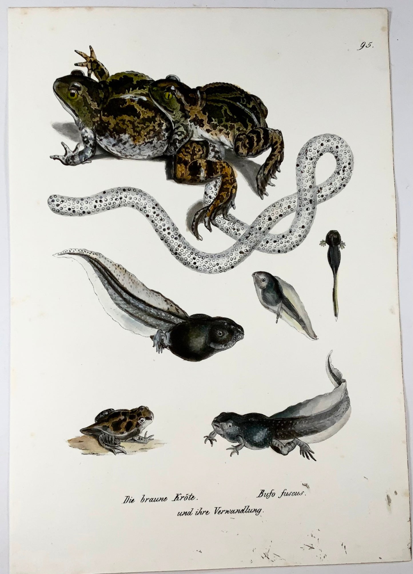 1833 Crapaud, têtards, amphibiens, Schinz, lithographie coloriée à la main