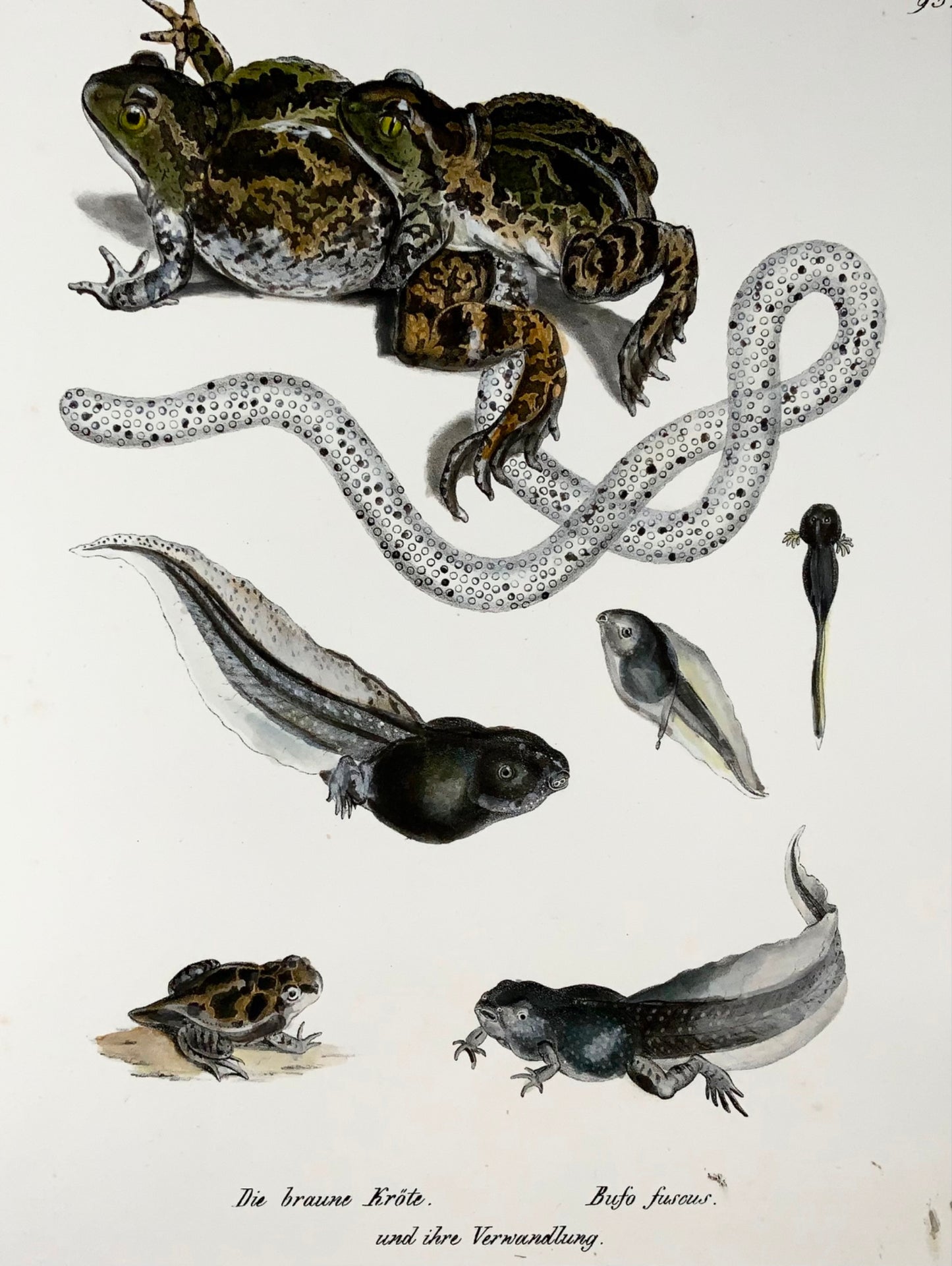 1833 Crapaud, têtards, amphibiens, Schinz, lithographie coloriée à la main
