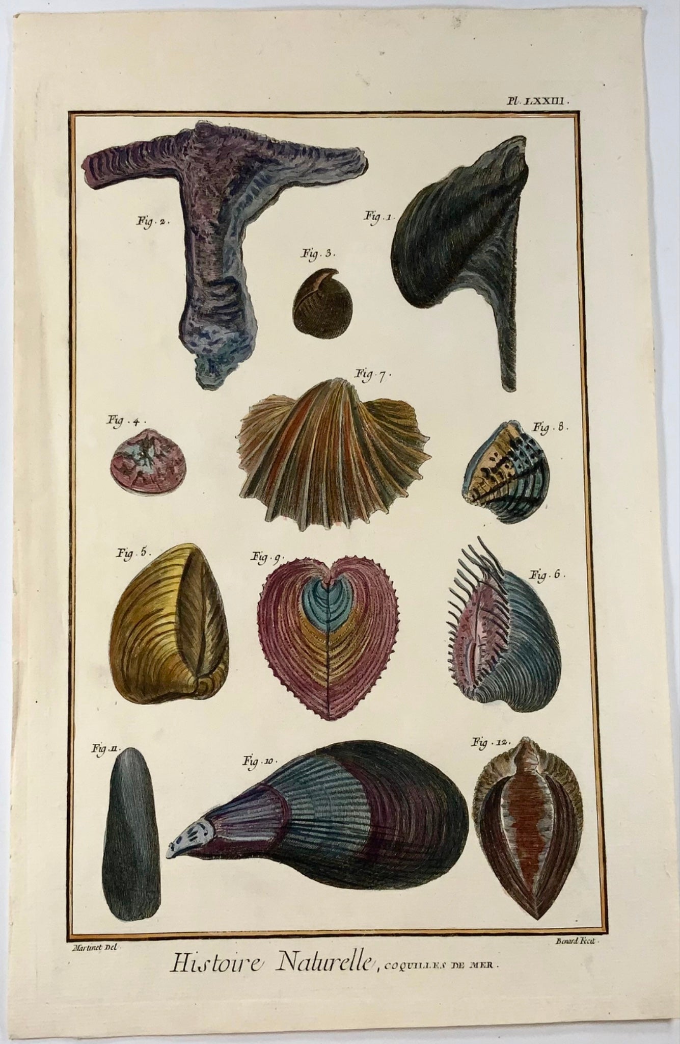 1751 Martinet, Coquilles de Mer, Conchiglie, vita marina, colorato a mano, 39 cm