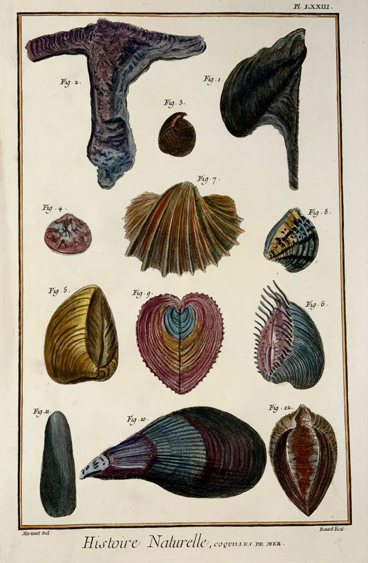 1751 Martinet, Coquilles de Mer, Coquillages, vie marine, coloriée à la main, 39 cm