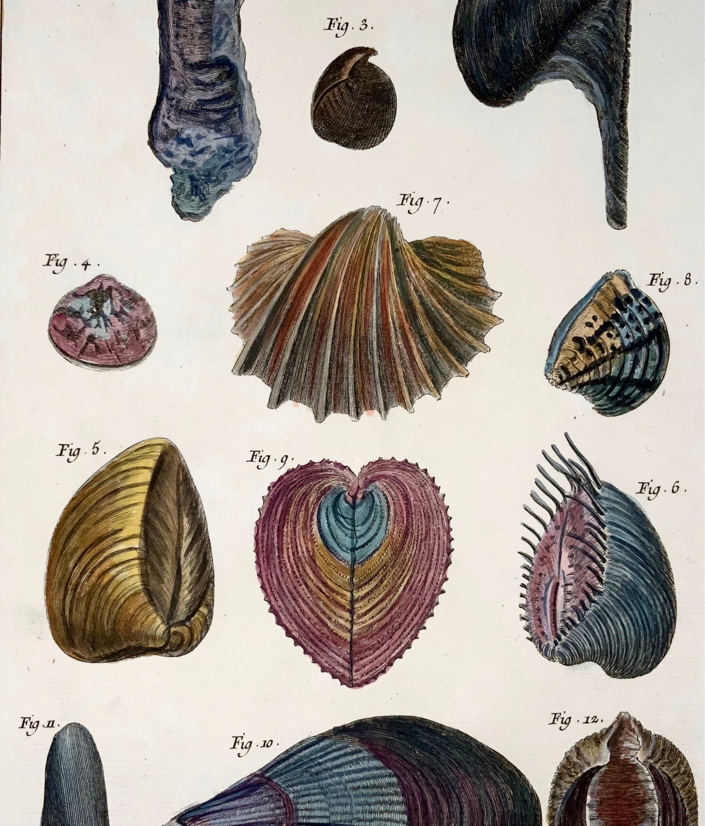 1751 Martinet, Coquilles de Mer, Conchiglie, vita marina, colorato a mano, 39 cm