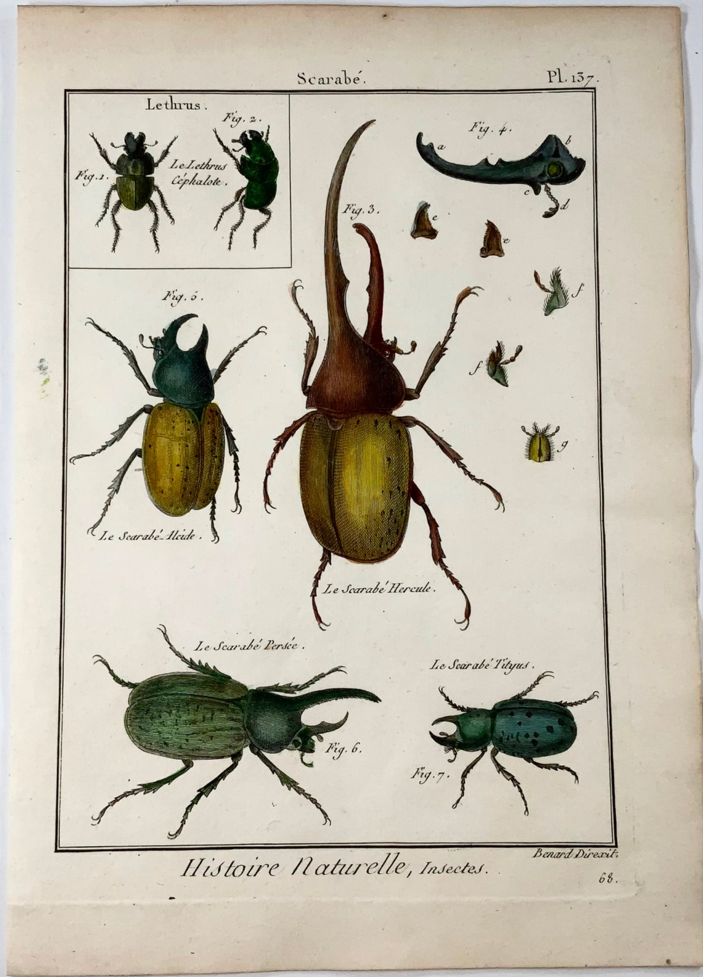 1789 Scarab Beetles, Scattaglia, Benard, quarto, hand colour, engraving