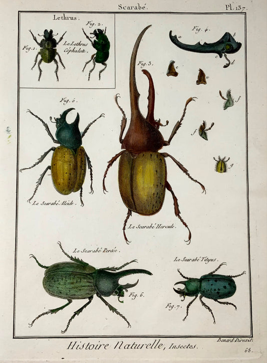 1789 Scarabées, Scattaglia, Benard, in-4, couleur à la main, gravure