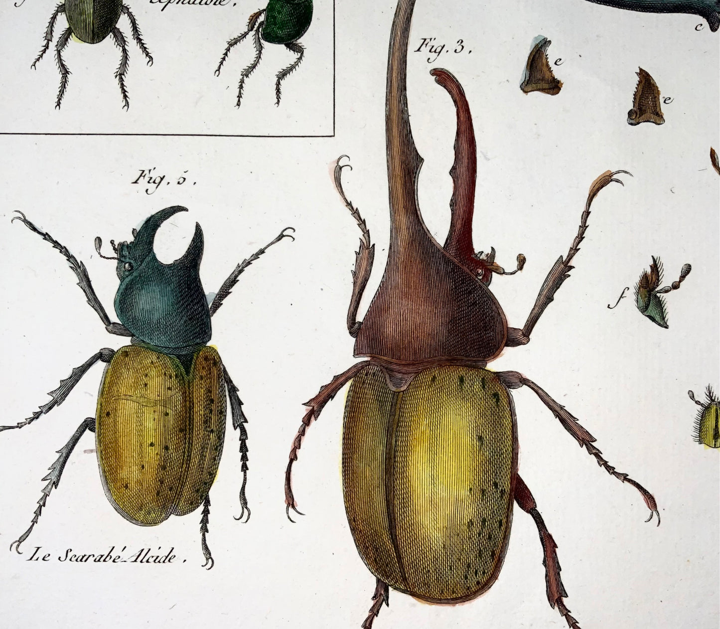 1789 Scarab Beetles, Scattaglia, Benard, quarto, hand colour, engraving
