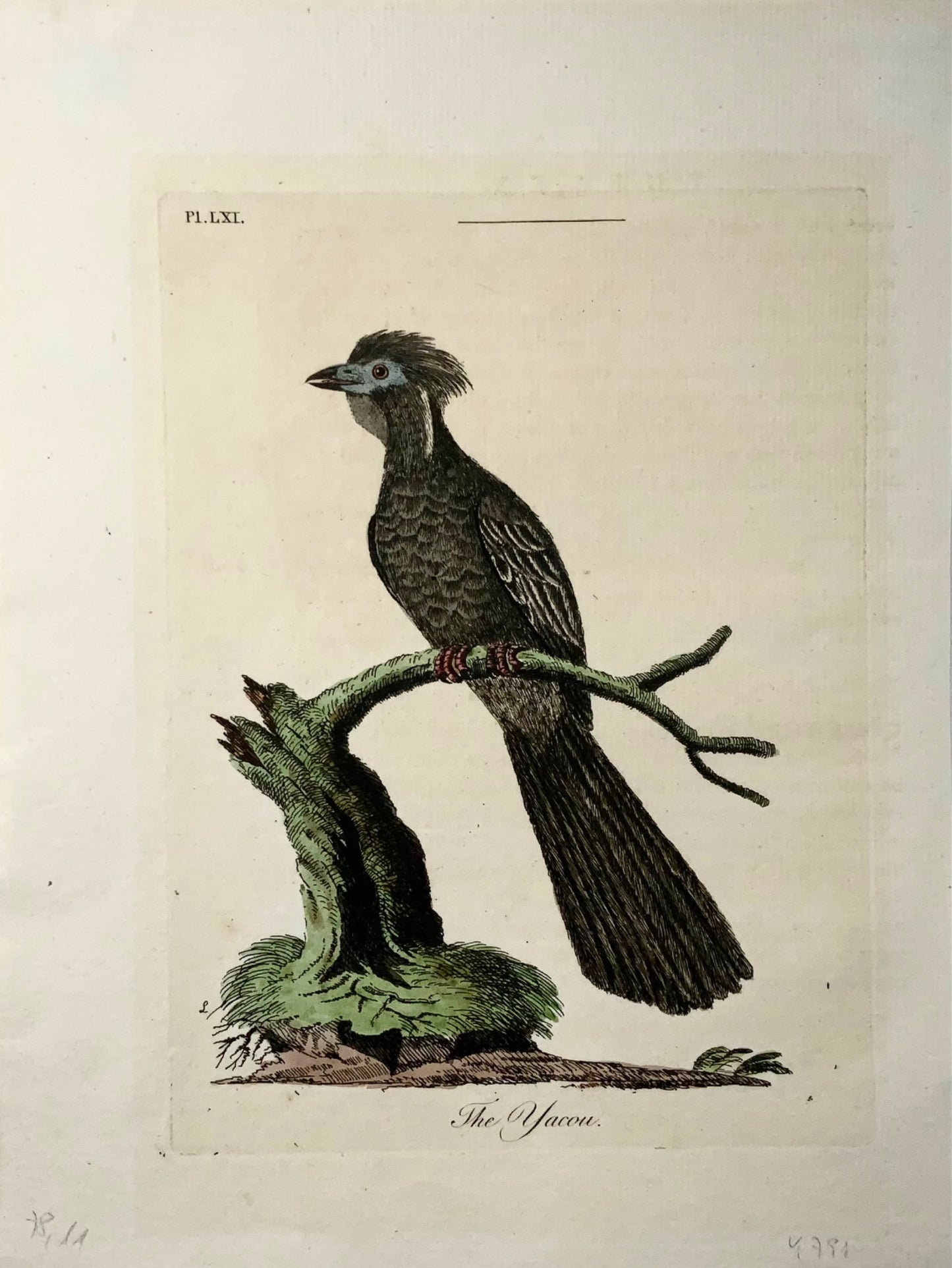 1785 Yacou, Guan, John Latham, Synopsis, ornithologie, gravure coloriée à la main