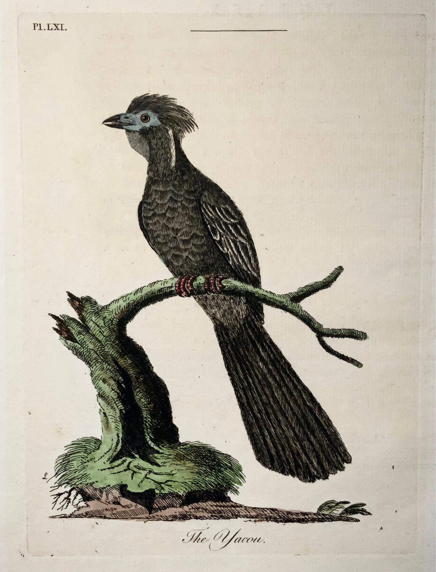 1785 Yacou, Guan, John Latham, Synopsis, ornithologie, gravure coloriée à la main