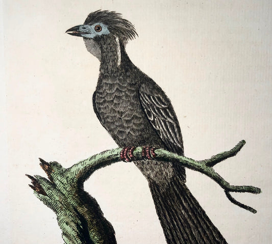 1785 Yacou, Guan, John Latham, Sinossi, ornitologia, incisione colorata a mano