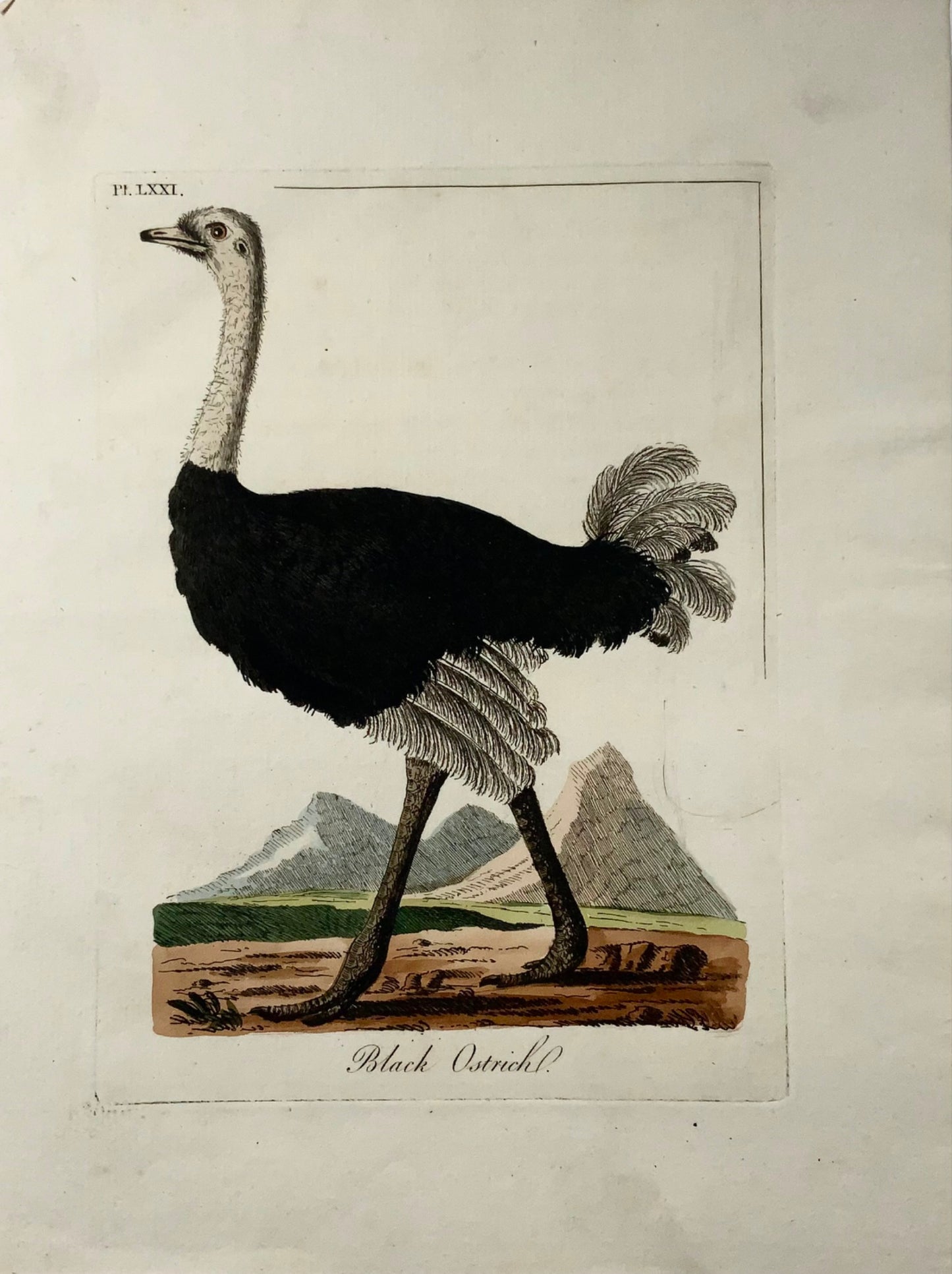 1785 Struzzo nero, John Latham, Sinossi, uccelli, incisione colorata a mano 