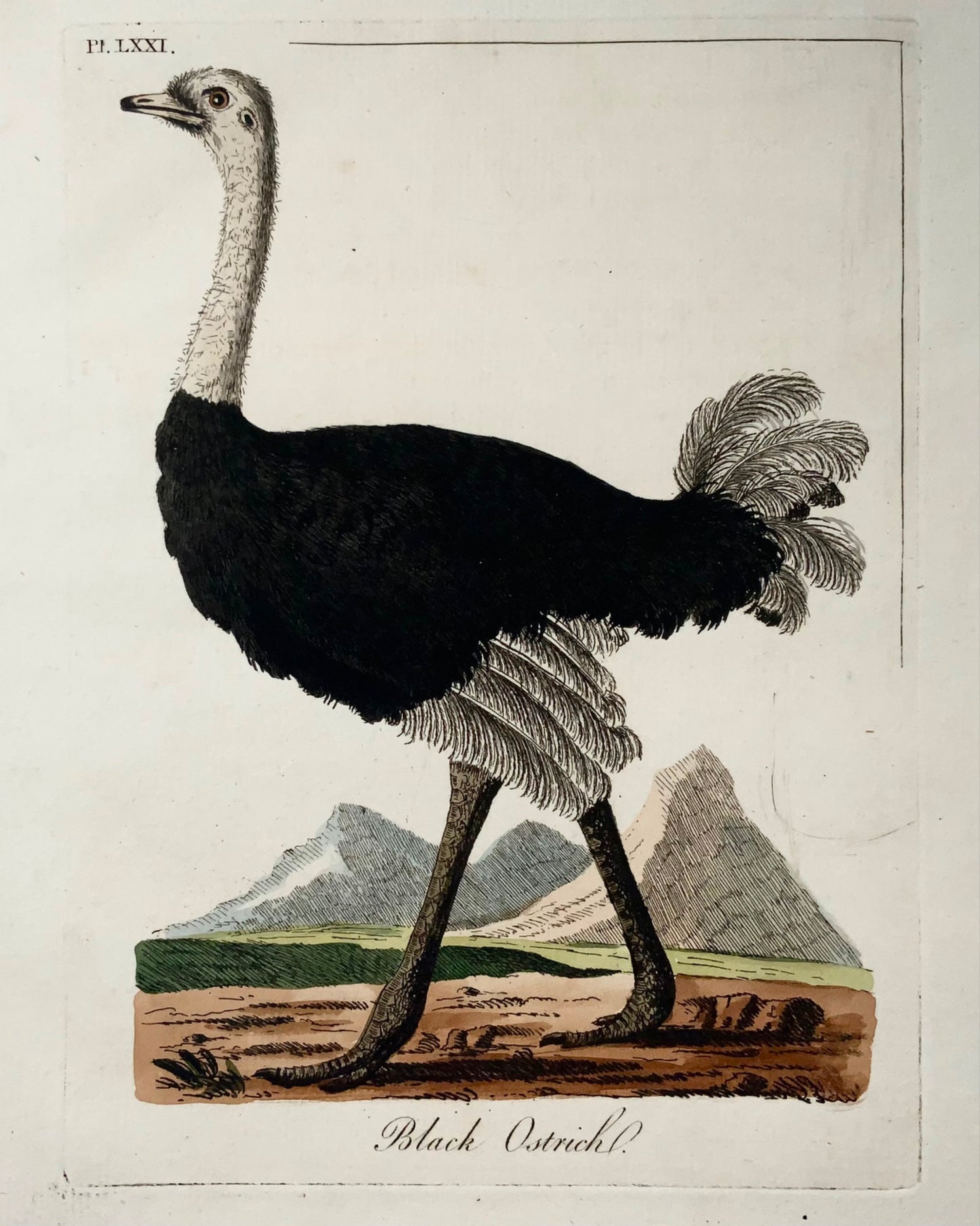 1785 Struzzo nero, John Latham, Sinossi, uccelli, incisione colorata a mano 