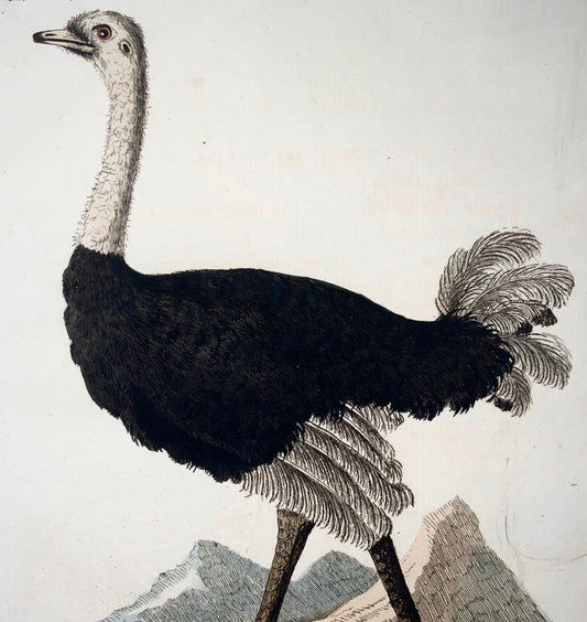 1785 Black Ostrich, John Latham, Synopsis, birds, hand coloured engraving