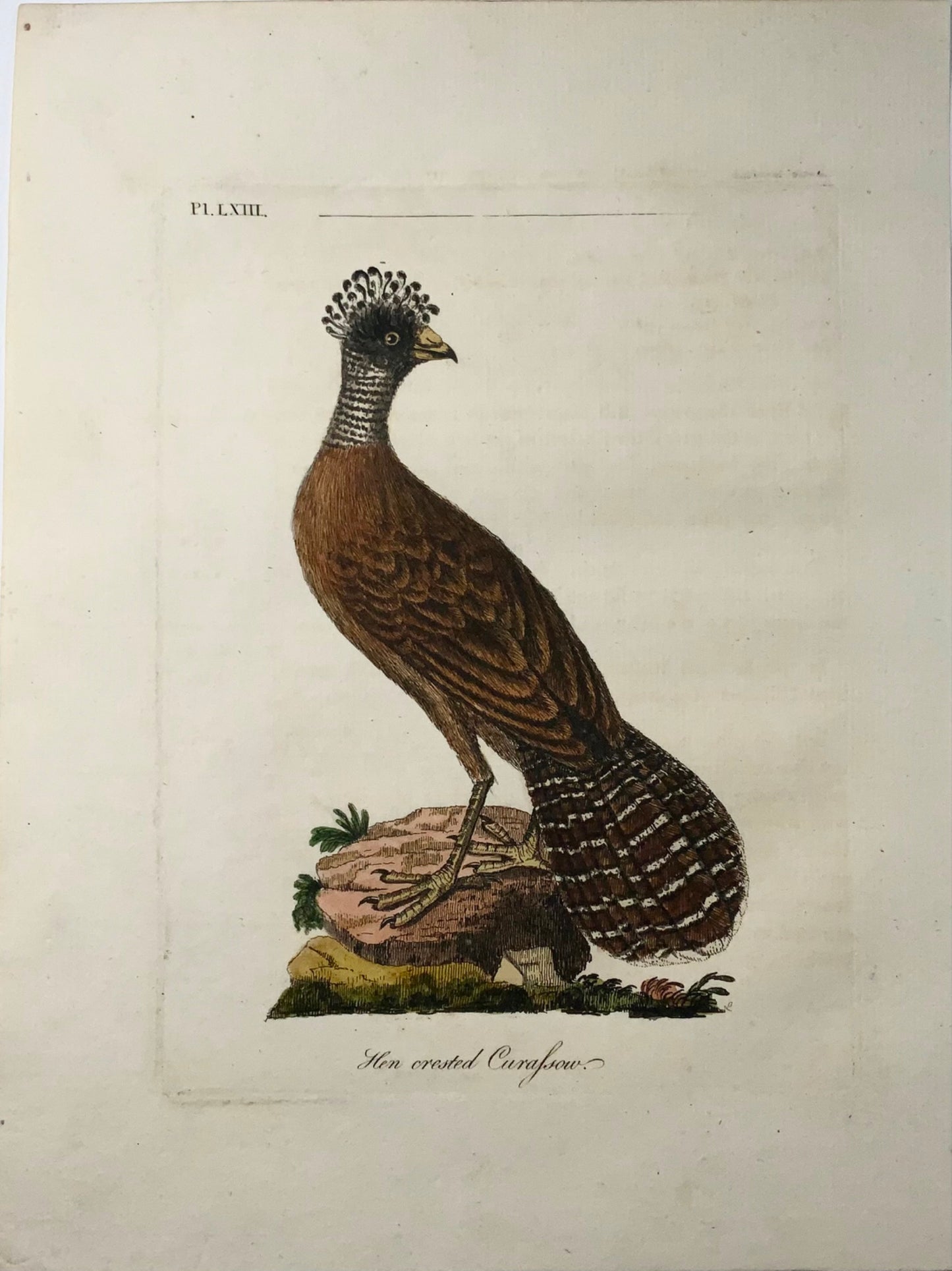 1785 Crested Curassaw, John Latham, Synopsis, birds, hand coloured engraving
