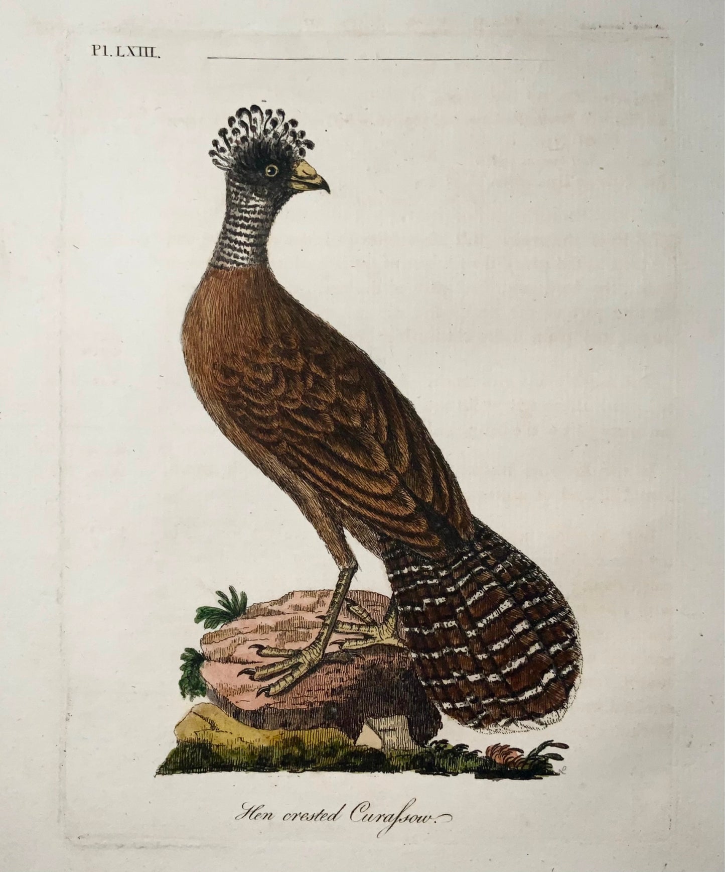1785 Curassaw crestato, John Latham, sinossi, uccelli, incisione colorata a mano 