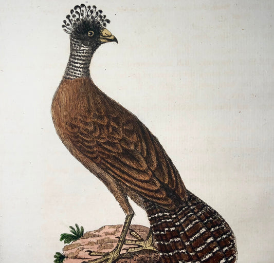 1785 Crested Curassaw, John Latham, Synopsis, birds, hand coloured engraving